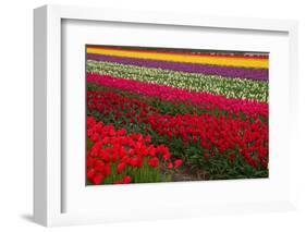 Stripes of Dutch Tulips-neirfy-Framed Photographic Print