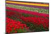 Stripes of Dutch Tulips-neirfy-Mounted Photographic Print