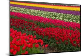 Stripes of Dutch Tulips-neirfy-Mounted Photographic Print