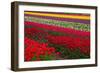 Stripes of Dutch Tulips-neirfy-Framed Photographic Print