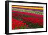 Stripes of Dutch Tulips-neirfy-Framed Photographic Print