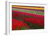 Stripes of Dutch Tulips-neirfy-Framed Photographic Print