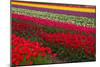 Stripes of Dutch Tulips-neirfy-Mounted Photographic Print