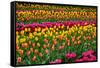 Stripes of Tulips Flowerbed-neirfy-Framed Stretched Canvas