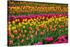 Stripes of Tulips Flowerbed-neirfy-Stretched Canvas