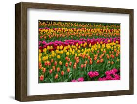 Stripes of Tulips Flowerbed-neirfy-Framed Photographic Print