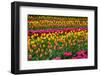 Stripes of Tulips Flowerbed-neirfy-Framed Photographic Print