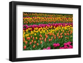 Stripes of Tulips Flowerbed-neirfy-Framed Photographic Print