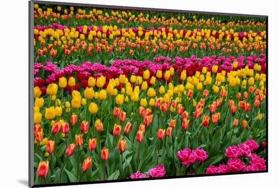 Stripes of Tulips Flowerbed-neirfy-Mounted Photographic Print