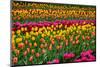 Stripes of Tulips Flowerbed-neirfy-Mounted Photographic Print