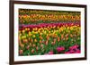 Stripes of Tulips Flowerbed-neirfy-Framed Photographic Print