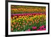 Stripes of Tulips Flowerbed-neirfy-Framed Photographic Print