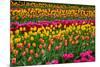 Stripes of Tulips Flowerbed-neirfy-Mounted Photographic Print