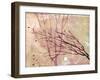 Stripped-Ruth Palmer-Framed Art Print