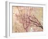 Stripped-Ruth Palmer-Framed Art Print