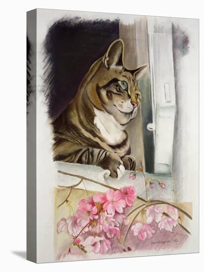 Stripy at the Window-Anne Robinson-Stretched Canvas