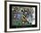 Strive - Football-Bill Hall-Framed Art Print