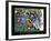 Strive - Football-Bill Hall-Framed Art Print