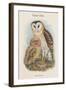 Strix Candida - Grass Owl-John Gould-Framed Art Print