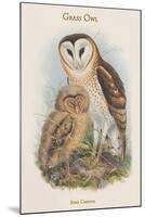 Strix Candida - Grass Owl-John Gould-Mounted Art Print