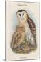 Strix Candida - Grass Owl-John Gould-Mounted Art Print