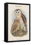 Strix Candida - Grass Owl-John Gould-Framed Stretched Canvas
