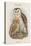 Strix Candida - Grass Owl-John Gould-Stretched Canvas