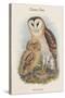 Strix Candida - Grass Owl-John Gould-Stretched Canvas