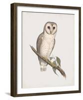 Strix Delicatulis-John Gould-Framed Giclee Print