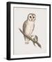 Strix Delicatulis-John Gould-Framed Giclee Print