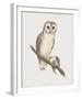 Strix Delicatulis-John Gould-Framed Giclee Print