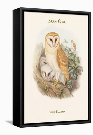 Strix Flammea - Barn Owl-John Gould-Framed Stretched Canvas