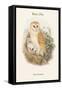 Strix Flammea - Barn Owl-John Gould-Framed Stretched Canvas