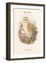 Strix Flammea - Barn Owl-John Gould-Framed Art Print