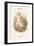 Strix Flammea - Barn Owl-John Gould-Framed Art Print