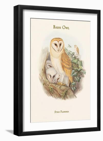 Strix Flammea - Barn Owl-John Gould-Framed Art Print