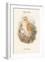 Strix Flammea - Barn Owl-John Gould-Framed Art Print