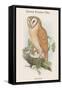 Strix Indica - Indian Screech Owl-John Gould-Framed Stretched Canvas