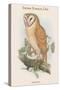 Strix Indica - Indian Screech Owl-John Gould-Stretched Canvas