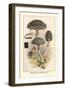 Strobilomyces Strobilaleus-William Hamilton Gibson-Framed Art Print