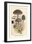 Strobilomyces Strobilaleus-William Hamilton Gibson-Framed Art Print