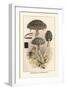 Strobilomyces Strobilaleus-William Hamilton Gibson-Framed Art Print