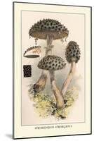 Strobilomyces Strobilaleus-William Hamilton Gibson-Mounted Art Print