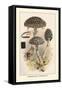 Strobilomyces Strobilaleus-William Hamilton Gibson-Framed Stretched Canvas