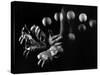 Stroboscopic Image of Hands of Juggler Stan Cavenaugh Juggling Balls-Gjon Mili-Stretched Canvas