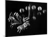 Stroboscopic Image of Hands of Juggler Stan Cavenaugh Juggling Balls-Gjon Mili-Mounted Photographic Print