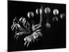 Stroboscopic Image of Hands of Juggler Stan Cavenaugh Juggling Balls-Gjon Mili-Mounted Photographic Print