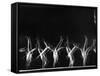 Stroboscopic Image of Tumbling Sequence Performed by Danish Men's Gymnastics Team-Gjon Mili-Framed Stretched Canvas