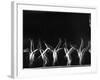 Stroboscopic Image of Tumbling Sequence Performed by Danish Men's Gymnastics Team-Gjon Mili-Framed Photographic Print