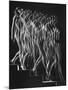 Stroboscopic Study of a Nude Descending Staircase-Gjon Mili-Mounted Photographic Print